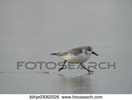 "Sanderling (Calidris alba), Texel, The Netherlands, Europe" View Large Photo Image Stock Photograph - "Sanderling (Calidris alba), Texel, The Netherlands, Europe". Fotosearch