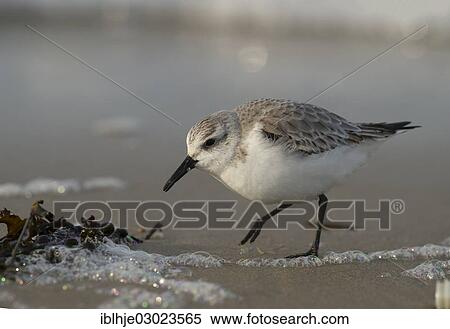 Stock Photography - "Sanderling (Calidris alba), Texel, The Netherlands, Europe". Fotosearch