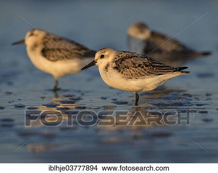 "Sanderlings (Calidris alba), North Holland, Netherlands" View Large Photo Image Picture - "Sanderlings (Calidris alba), North Holland, Netherlands". Fotosearch