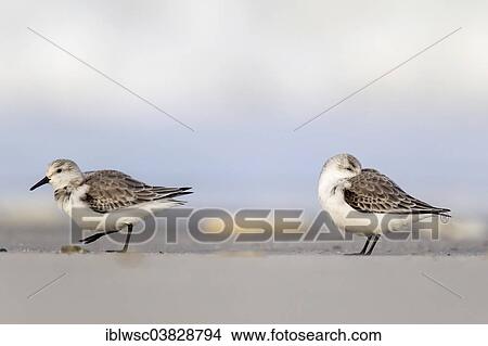 "Sanderlings (Calidris alba), Heligoland, Schleswig-Holstein, Germany, Europe" View Large Photo Image Picture - "Sanderlings (Calidris alba), Heligoland, Schleswig-Holstein, Germany, Europe". Fotosearch