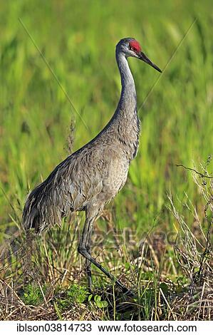 "Sandhill Crane (Grus canadensis), adult, Viera Wetlands, Brevard County, Florida, United States, North America" View Large Photo Image Stock Image - "Sandhill Crane (Grus canadensis), adult, Viera Wetlands, Brevard County, Florida, United States, North America". Fotosearch