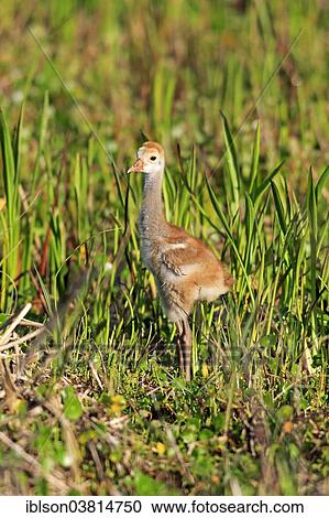 "Sandhill Crane (Grus canadensis), young, Viera Wetlands, Brevard County, Florida, United States, North America" View Large Photo Image Stock Image - "Sandhill Crane (Grus canadensis), young, Viera Wetlands, Brevard County, Florida, United States, North America". Fotosearch