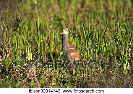 "Sandhill Crane (Grus canadensis), young, Viera Wetlands, Brevard County, Florida, United States, North America" View Large Photo Image Stock Photo - "Sandhill Crane (Grus canadensis), young, Viera Wetlands, Brevard County, Florida, United States, North America". Fotosearch
