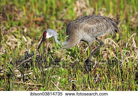 "Sandhill Crane (Grus canadensis) adult, foraging, Viera Wetlands, Brevard County, Florida, United States, North America" View Large Photo Image Stock Photography - "Sandhill Crane (Grus canadensis) adult, foraging, Viera Wetlands, Brevard County, Florida, United States, North America". Fotosearch