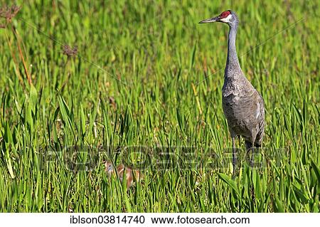 "Sandhill Crane (Grus canadensis) with young, Viera Wetlands, Brevard County, Florida, United States, North America" View Large Photo Image Stock Image - "Sandhill Crane (Grus canadensis) with young, Viera Wetlands, Brevard County, Florida, United States, North America". Fotosearch