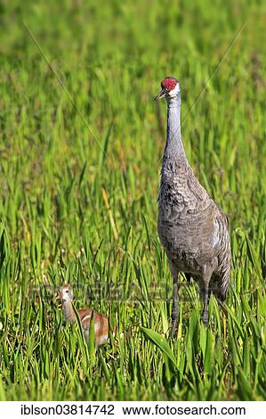 "Sandhill Crane (Grus canadensis) with young, Viera Wetlands, Brevard County, Florida, United States, North America" View Large Photo Image Stock Image - "Sandhill Crane (Grus canadensis) with young, Viera Wetlands, Brevard County, Florida, United States, North America". Fotosearch