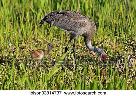 Stock Photo - "Sandhill Crane (Grus canadensis) with young, Viera Wetlands, Brevard County, Florida, United States, North America". Fotosearch