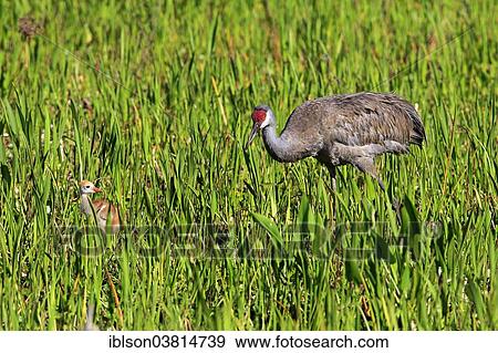 "Sandhill Crane (Grus canadensis) with young, Viera Wetlands, Brevard County, Florida, United States, North America" View Large Photo Image Stock Photo - "Sandhill Crane (Grus canadensis) with young, Viera Wetlands, Brevard County, Florida, United States, North America". Fotosearch
