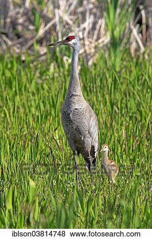 "Sandhill Crane (Grus canadensis) with young, Viera Wetlands, Brevard County, Florida, United States, North America" View Large Photo Image Stock Photo - "Sandhill Crane (Grus canadensis) with young, Viera Wetlands, Brevard County, Florida, United States, North America". Fotosearch