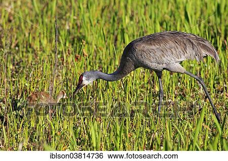 "Sandhill Crane (Grus canadensis) with young, Viera Wetlands, Brevard County, Florida, United States, North America" View Large Photo Image Stock Photograph - "Sandhill Crane (Grus canadensis) with young, Viera Wetlands, Brevard County, Florida, United States, North America". Fotosearch
