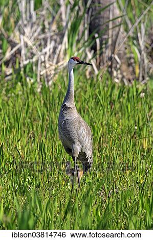 "Sandhill Crane (Grus canadensis) with young, Viera Wetlands, Brevard County, Florida, United States, North America" View Large Photo Image Stock Photograph - "Sandhill Crane (Grus canadensis) with young, Viera Wetlands, Brevard County, Florida, United States, North America". Fotosearch