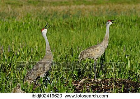 Sandhill Cranes (Grus canadensis) at a nest with eggs, calling, Florida, USA View Large Photo Image Stock Image - Sandhill Cranes (Grus canadensis) at a nest with eggs, calling, Florida, USA. Fotosearch