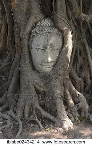 "Sandstone head of a Buddha statue, overgrown by a Strangler Fig (Ficus religiosa), Wat Phra Mahathat, Ayutthaya, Thailand, Asia" View Large Photo Image Picture - "Sandstone head of a Buddha statue, overgrown by a Strangler Fig (Ficus religiosa), Wat Phra Mahathat, Ayutthaya, Thailand, Asia". Fotosearch