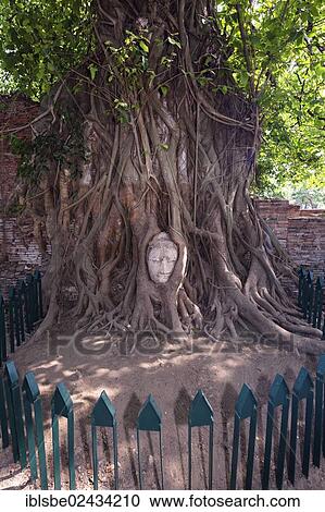 "Sandstone head of a Buddha statue, overgrown by a Strangler Fig (Ficus religiosa), Wat Phra Mahathat, Ayutthaya, Thailand, Asia" View Large Photo Image Stock Image - "Sandstone head of a Buddha statue, overgrown by a Strangler Fig (Ficus religiosa), Wat Phra Mahathat, Ayutthaya, Thailand, Asia". Fotosearch