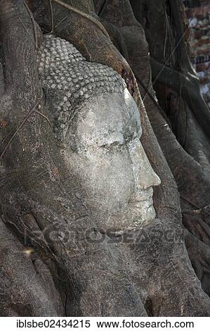 Stock Photography - "Sandstone head of a Buddha statue, overgrown by a Strangler Fig (Ficus religiosa), Wat Phra Mahathat, Ayutthaya, Thailand, Asia". Fotosearch