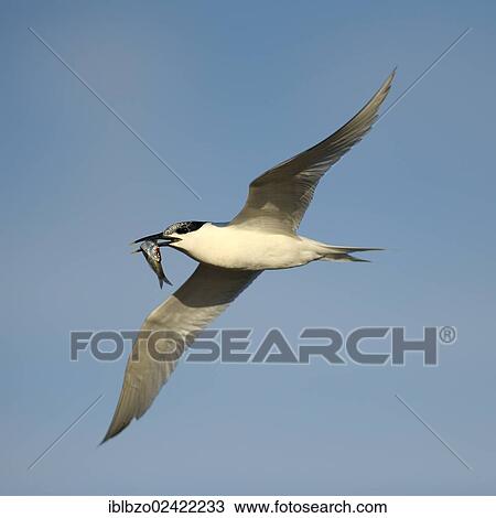 Sandwich Tern (Sterna sandvicensis), in flight, with a small fish in its beak, Texel, Wadden Islands, Netherlands, Holland, Europe View Large Photo Image Stock Image - Sandwich Tern (Sterna sandvicensis), in flight, with a small fish in its beak, Texel, Wadden Islands, Netherlands, Holland, Europe. Fotosearch