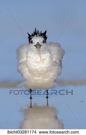 "Sandwich Tern (Sterna sandvicensis, Thalasseus sandvicensis) in winter plumage, Sanibel Island, Florida, United States, North America" View Large Photo Image Picture - "Sandwich Tern (Sterna sandvicensis, Thalasseus sandvicensis) in winter plumage, Sanibel Island, Florida, United States, North America". Fotosearch