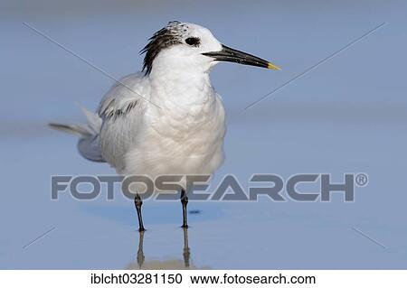 "Sandwich Tern (Sterna sandvicensis, Thalasseus sandvicensis) in winter plumage, Florida, United States, North America" View Large Photo Image Stock Image - "Sandwich Tern (Sterna sandvicensis, Thalasseus sandvicensis) in winter plumage, Florida, United States, North America". Fotosearch