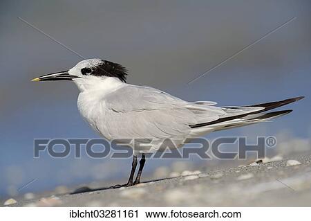 "Sandwich Tern (Sterna sandvicensis, Thalasseus sandvicensis) in winter plumage, Sanibel Island, Florida, United States, North America" View Large Photo Image Stock Image - "Sandwich Tern (Sterna sandvicensis, Thalasseus sandvicensis) in winter plumage, Sanibel Island, Florida, United States, North America". Fotosearch