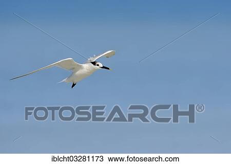 "Sandwich Tern (Sterna sandvicensis, Thalasseus sandvicensis) in winter plumage, in flight, Sanibel Island, Florida, United States, North America" View Large Photo Image Stock Image - "Sandwich Tern (Sterna sandvicensis, Thalasseus sandvicensis) in winter plumage, in flight, Sanibel Island, Florida, United States, North America". Fotosearch
