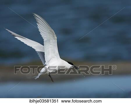 "Sandwich Tern (Sterna sandvicensis), Texel, West Frisian Islands, province of North Holland, The Netherlands, Europe" View Large Photo Image Stock Image - "Sandwich Tern (Sterna sandvicensis), Texel, West Frisian Islands, province of North Holland, The Netherlands, Europe". Fotosearch