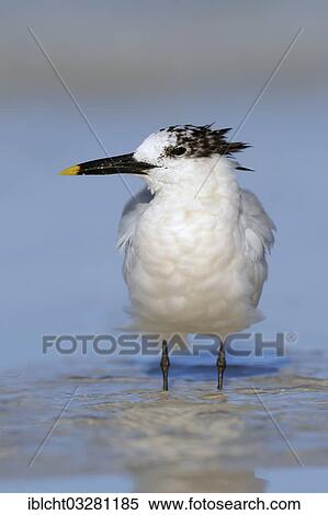 "Sandwich Tern (Sterna sandvicensis, Thalasseus sandvicensis) in winter plumage, Sanibel Island, Florida, United States, North America" View Large Photo Image Stock Photography - "Sandwich Tern (Sterna sandvicensis, Thalasseus sandvicensis) in winter plumage, Sanibel Island, Florida, United States, North America". Fotosearch