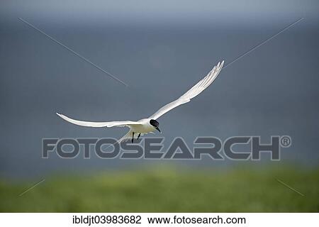 "Sandwich Tern (Thalasseus sandvicensis) in flight, Inner Farne, Farne Islands, Northumberland, England, United Kingdom, Europe" View Large Photo Image Stock Image - "Sandwich Tern (Thalasseus sandvicensis) in flight, Inner Farne, Farne Islands, Northumberland, England, United Kingdom, Europe". Fotosearch