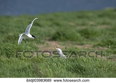 "Sandwich Tern (Thalasseus sandvicensis) mobbing Lesser Black-backed Gull (Larus fuscus) which was attempting to steal eggs, Inner Farne, Farne Islands, Northumberland, England, United Kingdom, Europe" View Large Photo Image Stock Photo - "Sandwich Tern (Thalasseus sandvicensis) mobbing Lesser Black-backed Gull (Larus fuscus) which was attempting to steal eggs, Inner Farne, Farne Islands, Northumberland, England, United Kingdom, Europe". Fotosearch