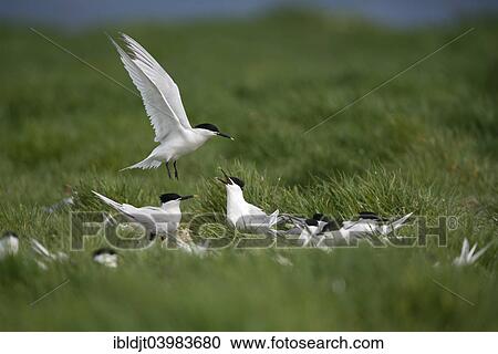 "Sandwich Terns (Thalasseus sandvicensis) colony, Inner Farne, Farne Islands, Northumberland, England, United Kingdom, Europe" View Large Photo Image Stock Image - "Sandwich Terns (Thalasseus sandvicensis) colony, Inner Farne, Farne Islands, Northumberland, England, United Kingdom, Europe". Fotosearch