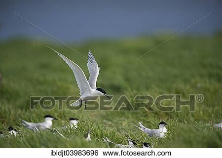 "Sandwich Terns (Thalasseus sandvicensis) colony, Inner Farne, Farne Islands, Northumberland, England, United Kingdom, Europe" View Large Photo Image Stock Photograph - "Sandwich Terns (Thalasseus sandvicensis) colony, Inner Farne, Farne Islands, Northumberland, England, United Kingdom, Europe". Fotosearch