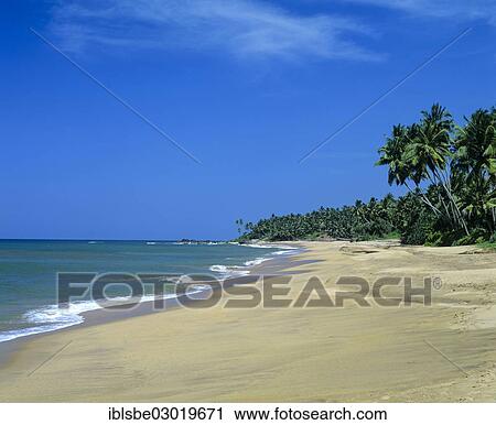 Stock Image - "Sandy beach and palm trees, Beruwala, Kalutara Distrikt, Sri Lanka, Asia". Fotosearch