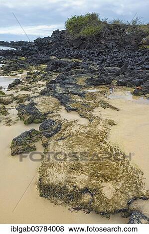 "Sandy beach, Floreana Island, Galapagos, Unesco World Heritage Site, Ecuador, South America" View Large Photo Image Stock Photo - "Sandy beach, Floreana Island, Galapagos, Unesco World Heritage Site, Ecuador, South America". Fotosearch