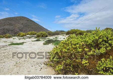 "Sandy beach, Floreana Island, Galapagos, Unesco World Heritage Site, Ecuador, South America" View Large Photo Image Stock Photo - "Sandy beach, Floreana Island, Galapagos, Unesco World Heritage Site, Ecuador, South America". Fotosearch