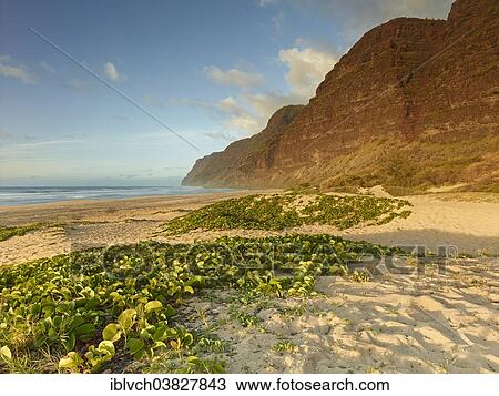 "Sandy beach on the Napali Coast, Polihale State Park, Kaua'i, Hawaii, USA" View Large Photo Image Stock Image - "Sandy beach on the Napali Coast, Polihale State Park, Kaua'i, Hawaii, USA". Fotosearch
