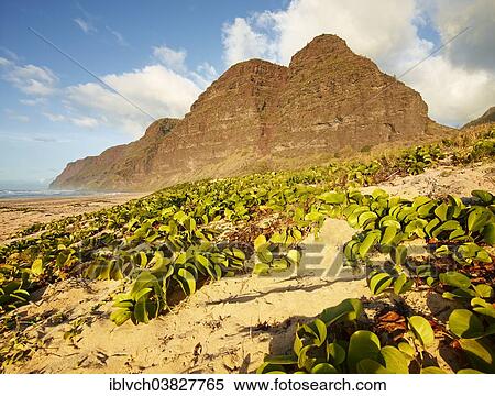 "Sandy beach on the Napali Coast, Polihale State Park, Kaua'i, Hawaii, USA" View Large Photo Image Stock Photography - "Sandy beach on the Napali Coast, Polihale State Park, Kaua'i, Hawaii, USA". Fotosearch