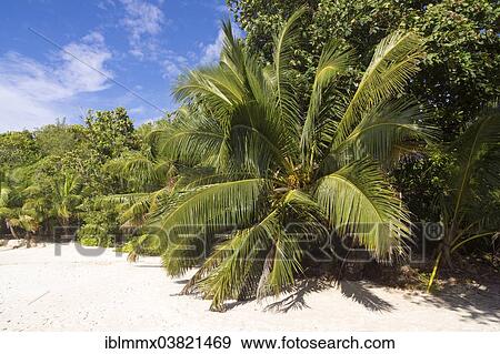 "Sandy beach with coconut trees, Anse Lazio, Baie Chevalier, Praslin, Seychelles, Indian Ocean, Africa" View Large Photo Image Stock Photo - "Sandy beach with coconut trees, Anse Lazio, Baie Chevalier, Praslin, Seychelles, Indian Ocean, Africa". Fotosearch