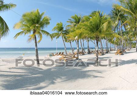 Picture - "Sandy beach with palm trees, Bohol Island, Philippines, Asia". Fotosearch