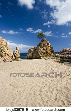 "Sandy beach with rocks and solitary tree, Tossa de Mar, Costa Brava, Catalonia, Spain, Europe" View Large Photo Image Stock Image - "Sandy beach with rocks and solitary tree, Tossa de Mar, Costa Brava, Catalonia, Spain, Europe". Fotosearch