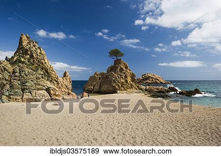 "Sandy beach with rocks and solitary tree, Tossa de Mar, Costa Brava, Catalonia, Spain, Europe" View Large Photo Image Stock Photo - "Sandy beach with rocks and solitary tree, Tossa de Mar, Costa Brava, Catalonia, Spain, Europe". Fotosearch