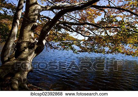 "Santa Fe Lake in autumn, surrounded by a deciduous forest, Montseny, Catalonia, Spain, Europe" View Large Photo Image Stock Photo - "Santa Fe Lake in autumn, surrounded by a deciduous forest, Montseny, Catalonia, Spain, Europe". Fotosearch