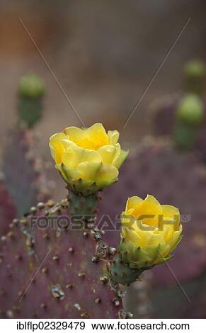 Stock Photo - "Santa Rita Prickly Pear cactus (Opuntia violacea var. santa rita), in flower". Fotosearch