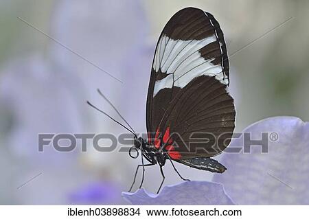 Picture - "Sapho Longwing (Heliconius sapho), State Garden Show, Papenburg, Emsland, Lower Saxony, Germany, Europe". Fotosearch