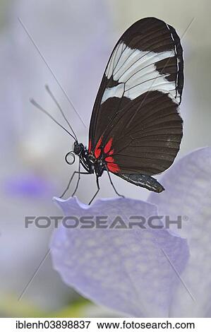 Stock Photo - "Sapho Longwing (Heliconius sapho), State Garden Show, Papenburg, Emsland, Lower Saxony, Germany, Europe". Fotosearch