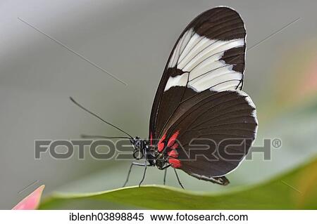 Stock Photography - "Sapho Longwing (Heliconius sapho), State Garden Show, Papenburg, Emsland, Lower Saxony, Germany, Europe". Fotosearch
