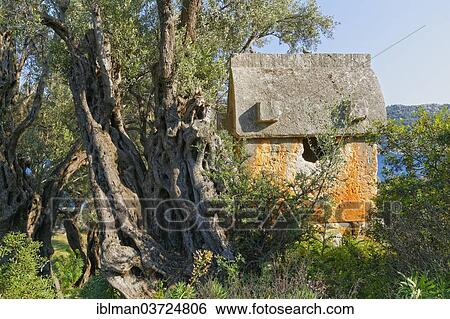 "Sarcophagus beside an old olive tree, ancient Simena, Kalekoy, Lycia, Province of Antalya, Turkey, Asia" View Large Photo Image Stock Photograph - "Sarcophagus beside an old olive tree, ancient Simena, Kalekoy, Lycia, Province of Antalya, Turkey, Asia". Fotosearch