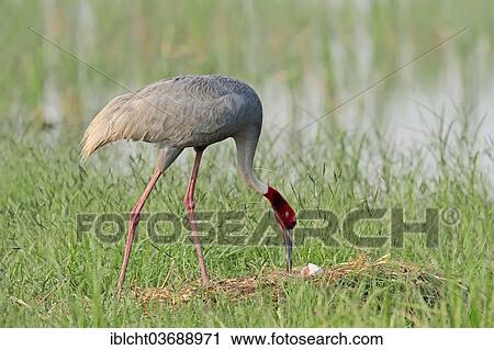 "Sarus Crane (Grus antigone) at the nest, Rajasthan, India, Asia" View Large Photo Image Stock Image - "Sarus Crane (Grus antigone) at the nest, Rajasthan, India, Asia". Fotosearch