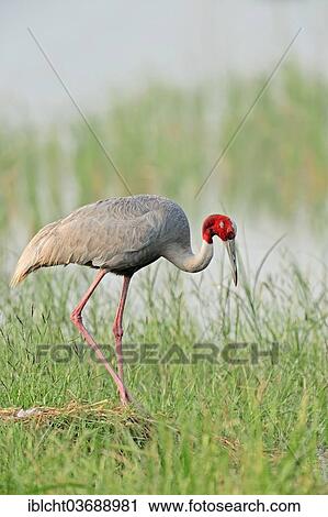 "Sarus Crane (Grus antigone) at the nest, Rajasthan, India, Asia" View Large Photo Image Stock Image - "Sarus Crane (Grus antigone) at the nest, Rajasthan, India, Asia". Fotosearch