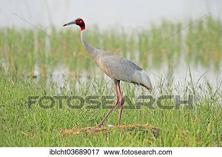 "Sarus Crane (Grus antigone) at the nest, Rajasthan, India, Asia" View Large Photo Image Stock Photo - "Sarus Crane (Grus antigone) at the nest, Rajasthan, India, Asia". Fotosearch