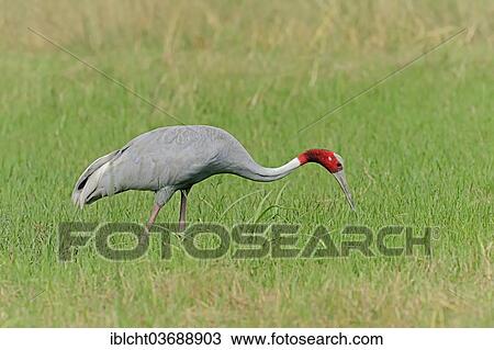 "Sarus Crane (Grus antigone) foraging for food, Keoladeo National Park, Bharatpur, Rajasthan, India, Asia" View Large Photo Image Stock Image - "Sarus Crane (Grus antigone) foraging for food, Keoladeo National Park, Bharatpur, Rajasthan, India, Asia". Fotosearch