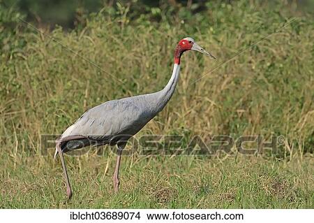 "Sarus Crane (Grus antigone), Keoladeo National Park, Bharatpur, Rajasthan, India, Asia" View Large Photo Image Picture - "Sarus Crane (Grus antigone), Keoladeo National Park, Bharatpur, Rajasthan, India, Asia". Fotosearch